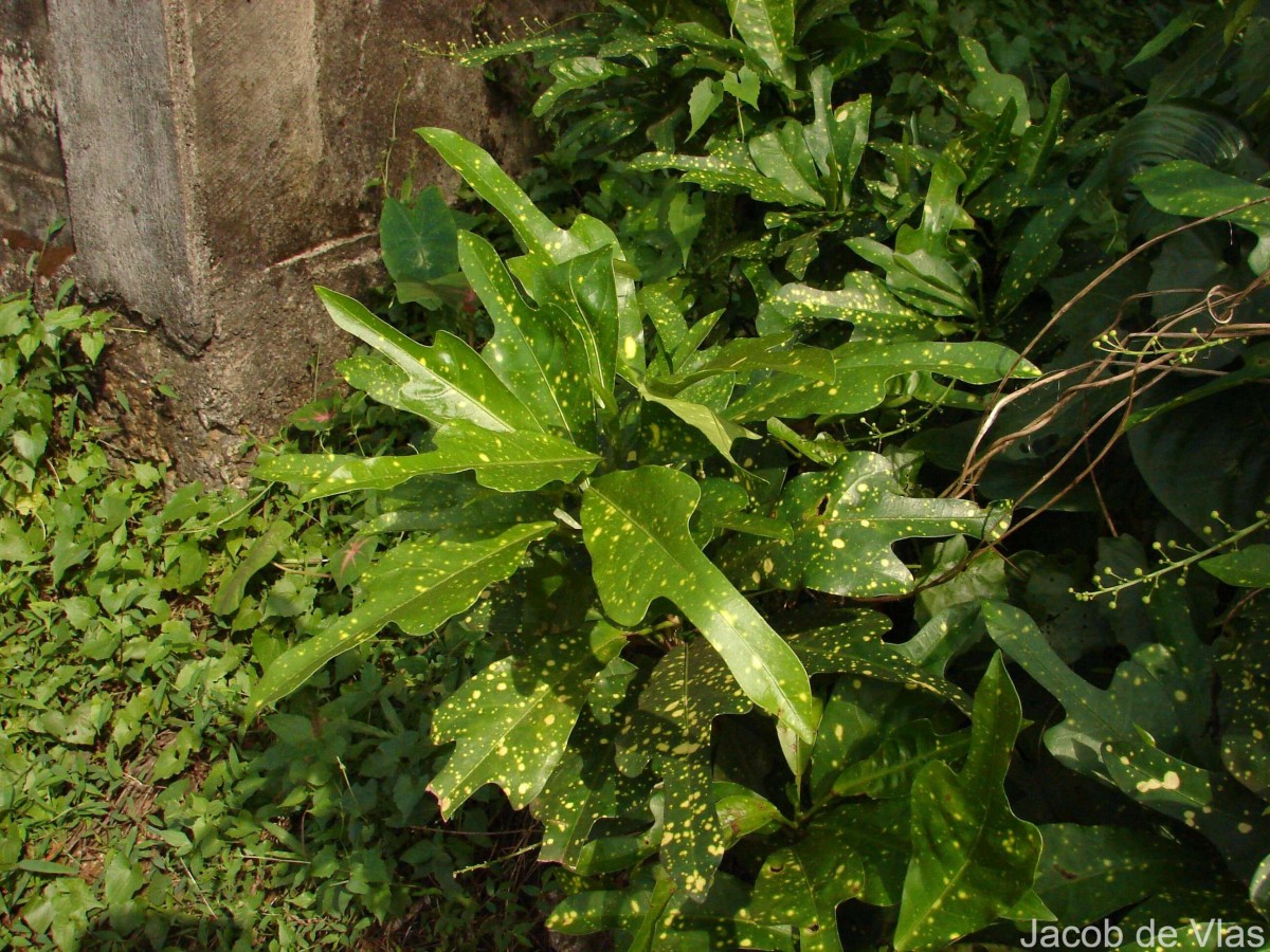 Codiaeum variegatum (L.) Rumph. ex A.Juss.